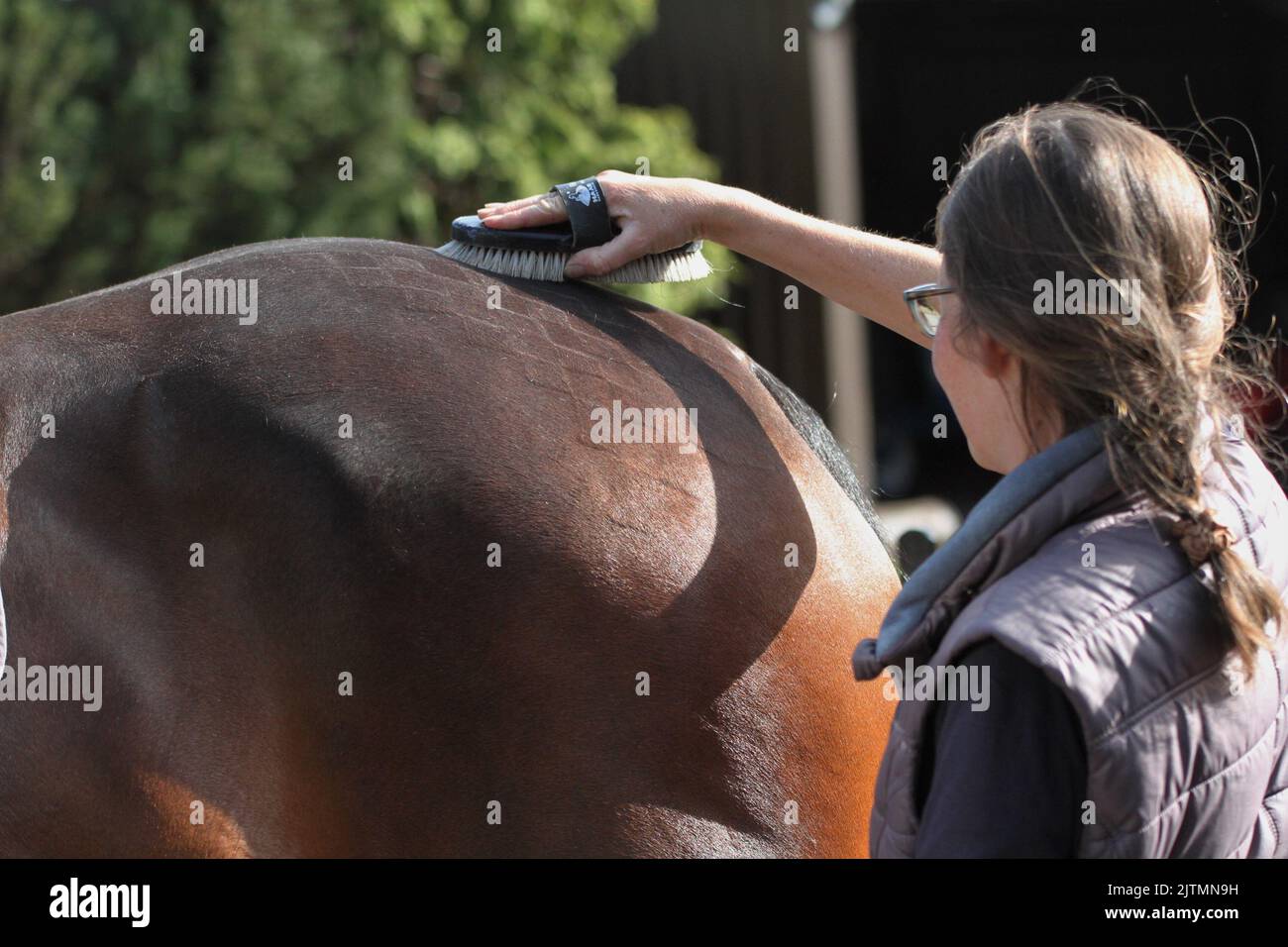 Viertelmarken, die auf die Hinterhand eines Pferdes gebracht werden, die für den Schauring bereit ist. Reiten Stockfoto