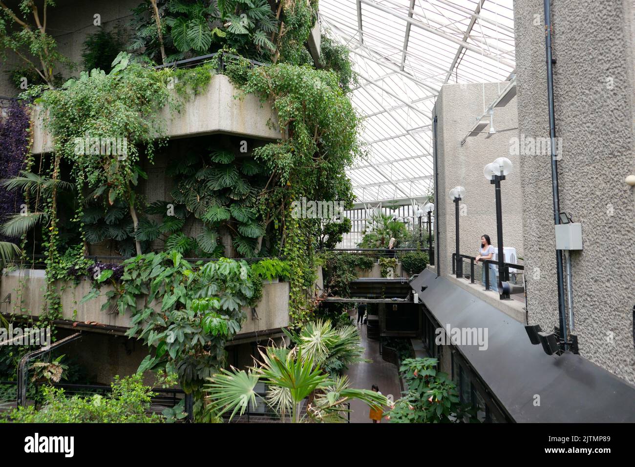 Das Konservatorium wurde von den Architekten Chamberlin, Powell und Bon des Barbican entworfen und umgibt den Flugturm des Barbican Theatre, von dem aus die Szenerie für Produktionen, die auf der sechs Stockwerke darunter liegenden Bühne stattfinden, in die richtige Position gesenkt wird. Das Dach ist aus Stahl und Glas gebaut und bedeckt 23.000 Quadratfuß und bietet eine Abdeckung für über 1600 Kubikmeter Boden, die alle von Hand gemischt wurden, um eine spezifische Anforderung. Zwei der drei Pools beherbergen Koi, Geist und Graskarpfen aus Japan und Amerika , Ebenso wie andere Kaltwasserfische wie Kakerlaken, Rudel und Schleie. Stockfoto