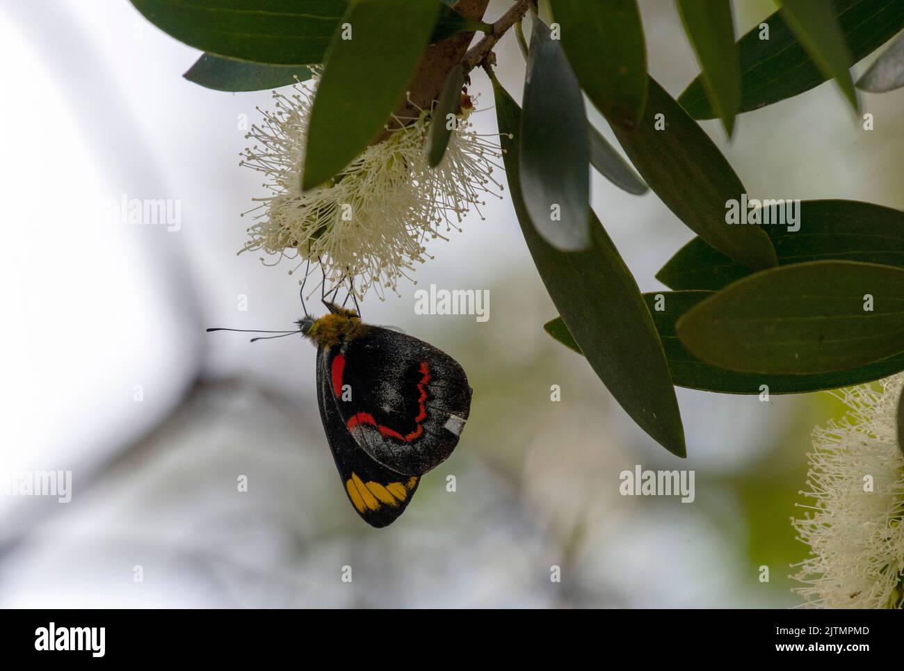 Ein Schmetterling auf einer Blume in Sydney, NSW, Australien (Foto: Tara Chand Malhotra) Stockfoto