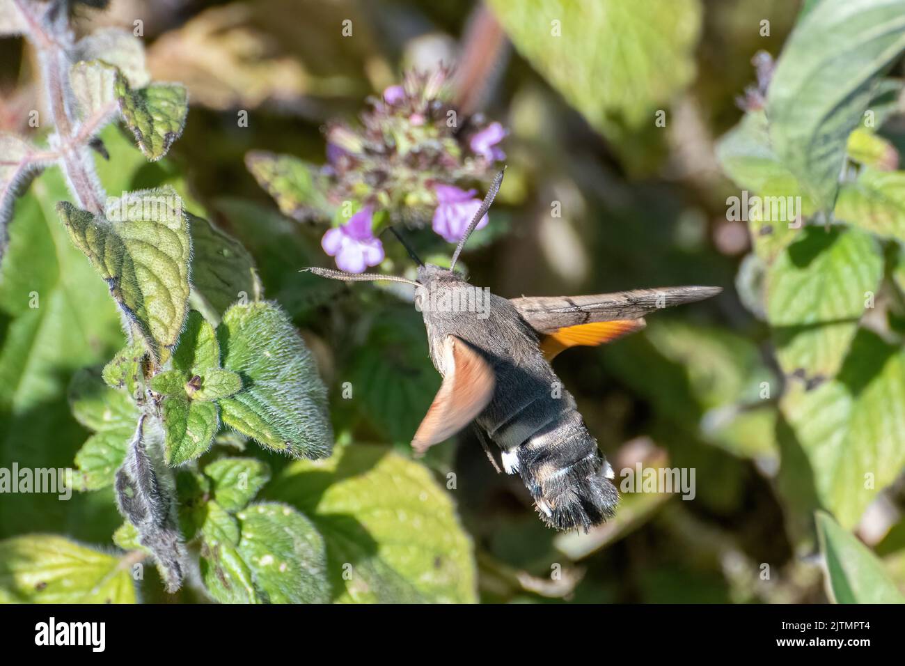 Hummingbird Hawk-Motte (Macroglossum stellatarum) nectaring on Chalk Downland Wildflowers during August or Spätsommer, Hampshire, England, UK Stockfoto