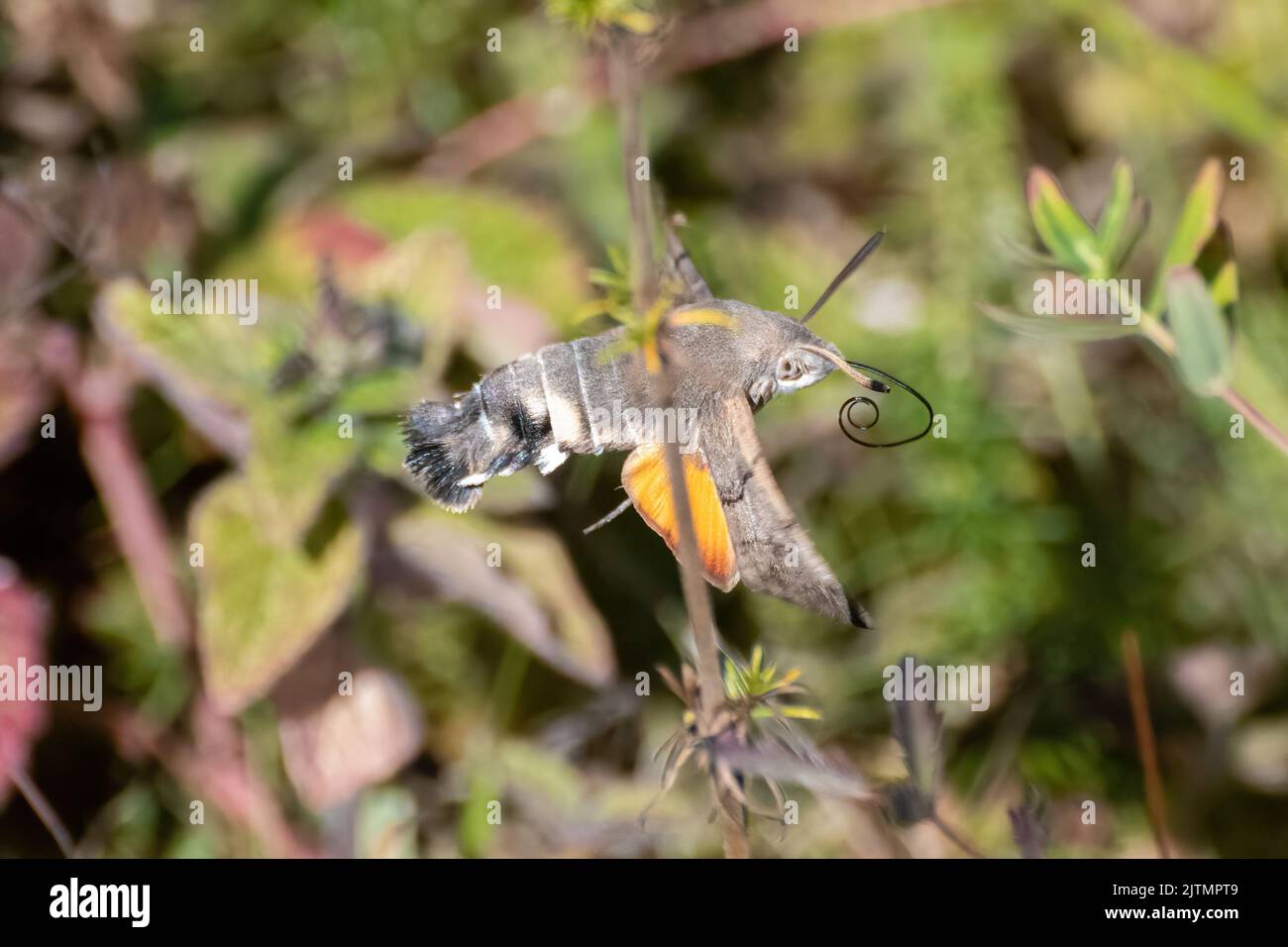 Kolibri-Falkenmotte (Macroglossum stellatarum), die im August oder Spätsommer zwischen Wildblumen auf Kreidefelsen in Hampshire, England, Großbritannien, fliegt Stockfoto