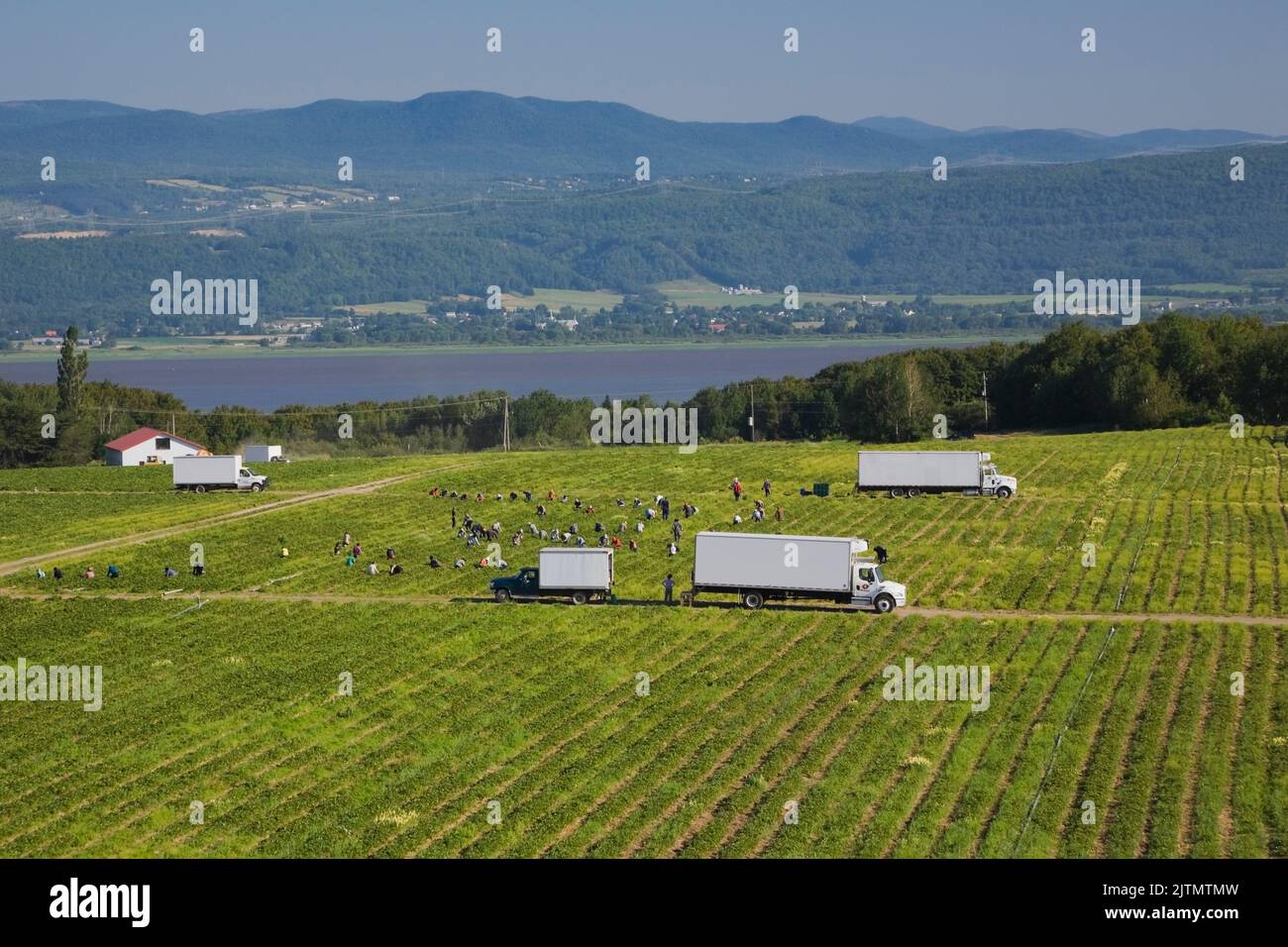 Wanderarbeiter, die im Sommer Getreide ernten, Saint-Francois, Ile d'Orleans, Quebec, Kanada. Stockfoto