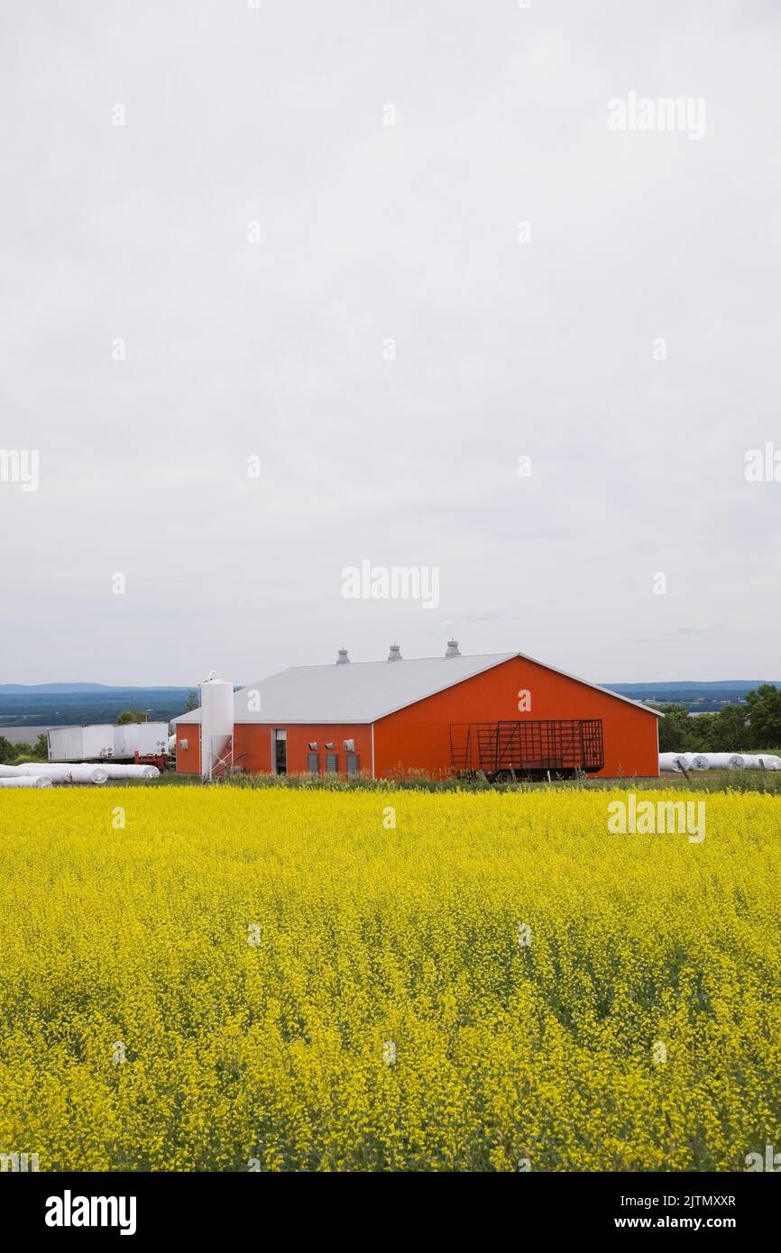 Orangene Scheune auf dem Feld der gelben Canola, Saint-Jean, Ile d'Orleans, Quebec, Kanada. Stockfoto