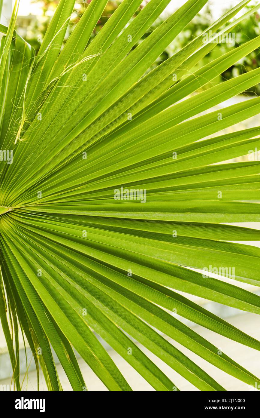 Grünes Blatt der Washingtoner Palme aus nächster Nähe. Sommer tropischer Hintergrund Stockfoto