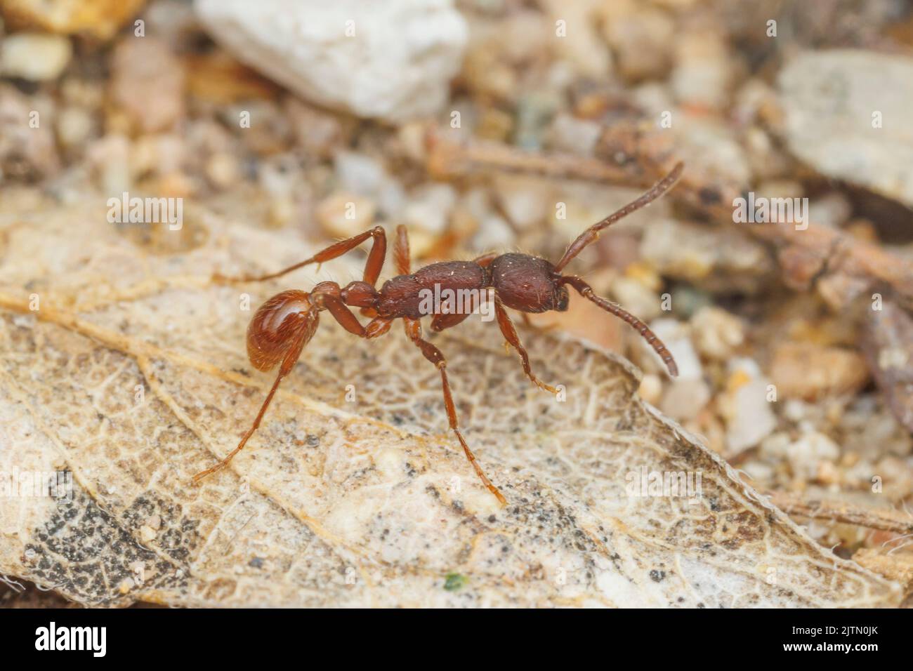 Armee ameise -Fotos und -Bildmaterial in hoher Auflösung – Alamy