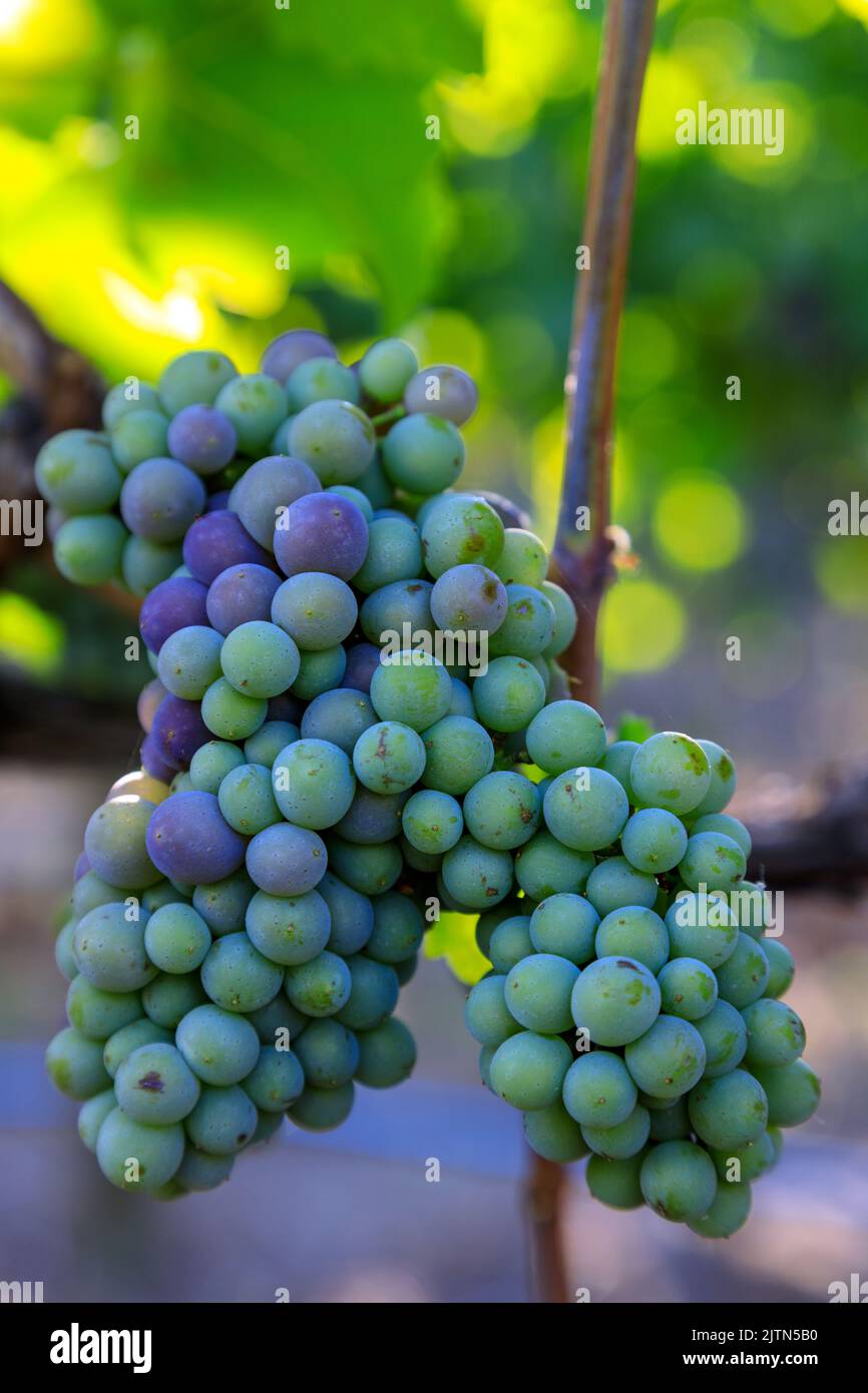 Im Weinbau ist Veraison der Beginn der Reifung der Trauben. Die Veraison stellt den Übergang vom Beerenwachstum zur Beerenreife und viele dar Stockfoto