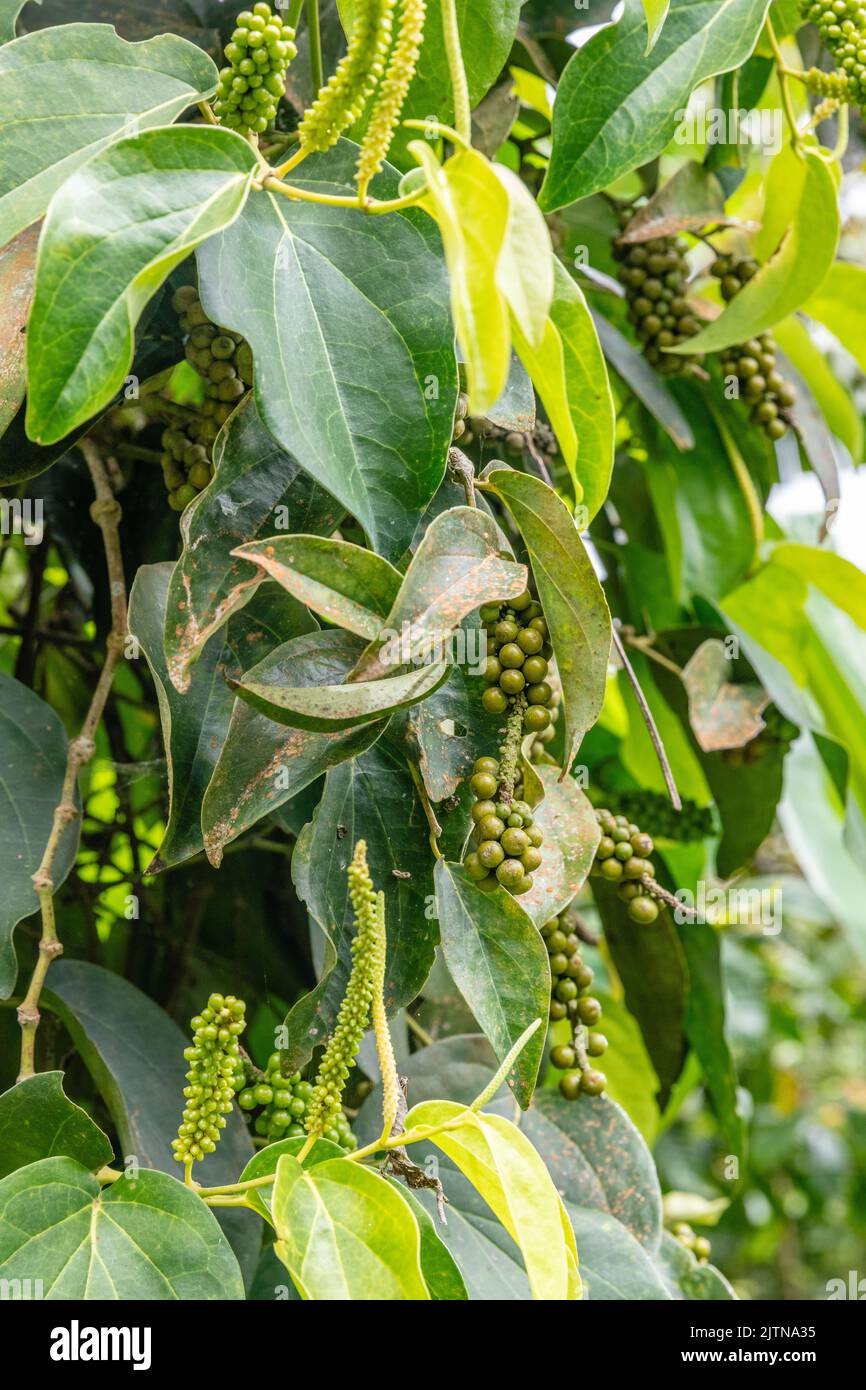 Wachsende unreife schwarze Pfefferrebe. Bedugul, Bali, Indonesien. Stockfoto