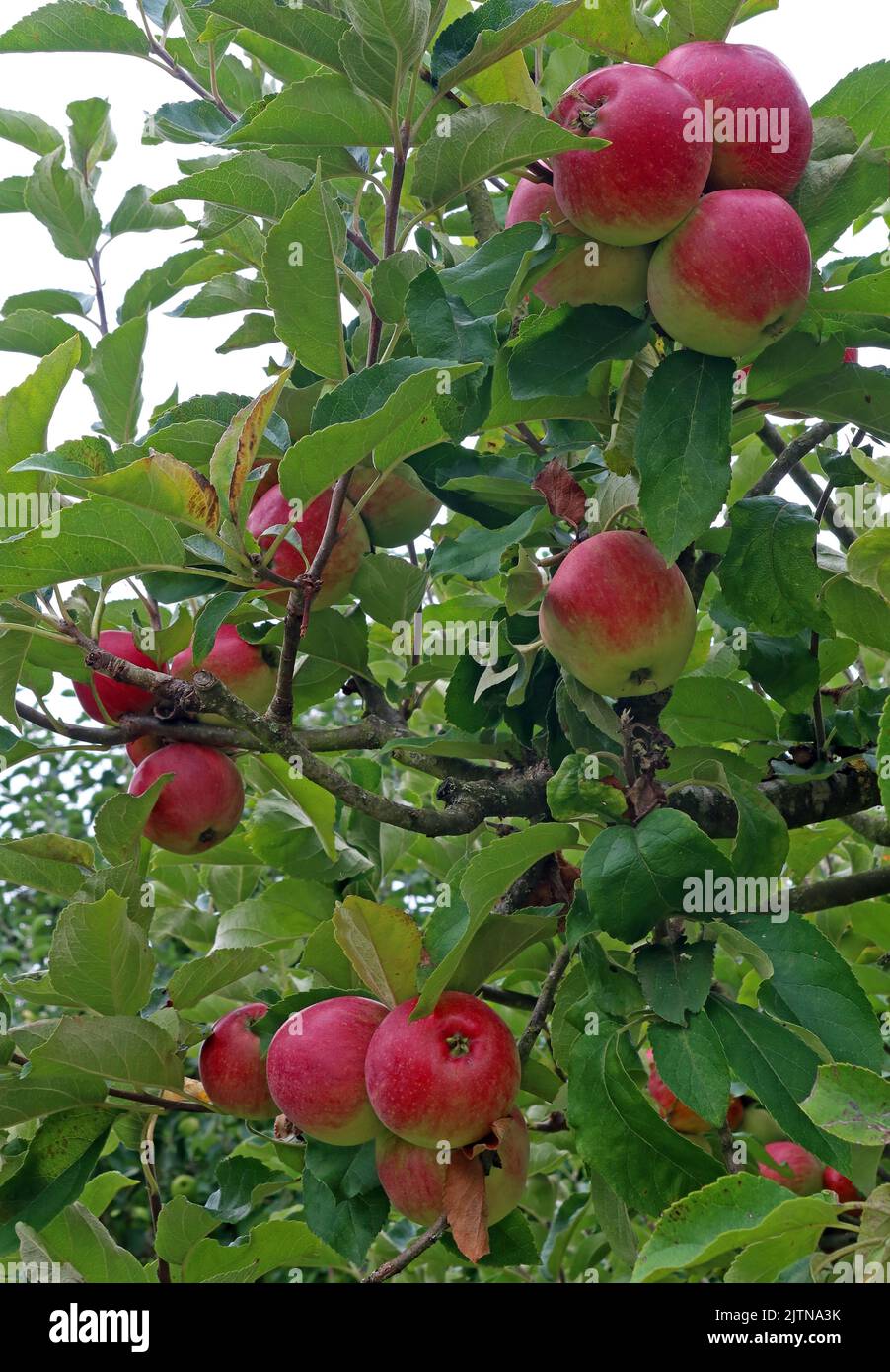 Reife Herbstäpfel, aus den vielen angebauten Sorten, in Grappenhall Heys, Walled Garden, Warrington, Cheshire, England, UK, WA4 3DS Stockfoto