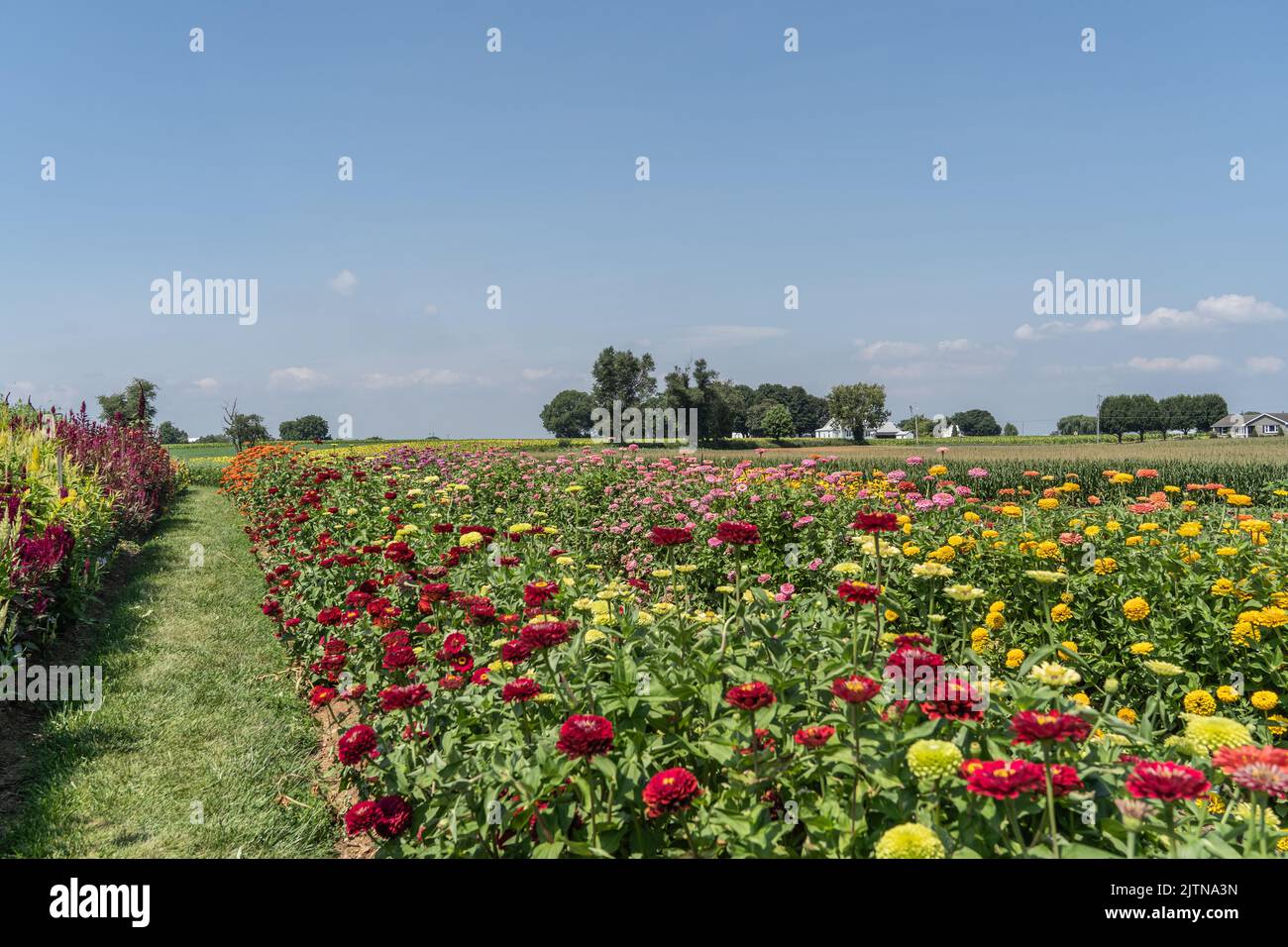 Reihen von Zinnien auf einer eigenen Farm im ländlichen Lancaster County, Pennsylvania Stockfoto