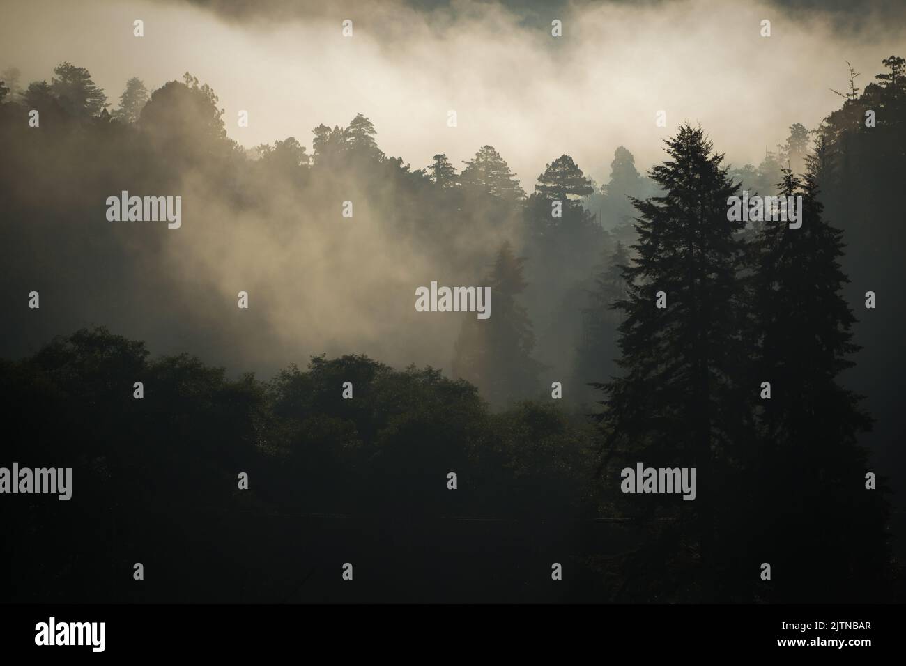 Im frühen Morgenlicht Nordkaliforniens sind Rotholz-Bäume an der Küste im Nebel gehüllt Stockfoto