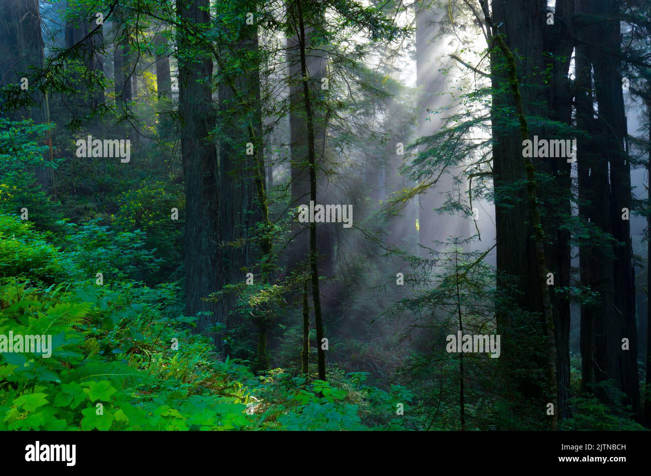 Im frühen Morgenmist filtern Gottesstrahlen durch die Redwood-Bäume Stockfoto