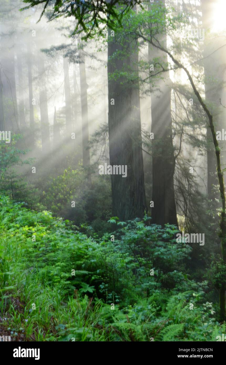 Im frühen Morgenmist filtern Gottesstrahlen durch die Redwood-Bäume Stockfoto