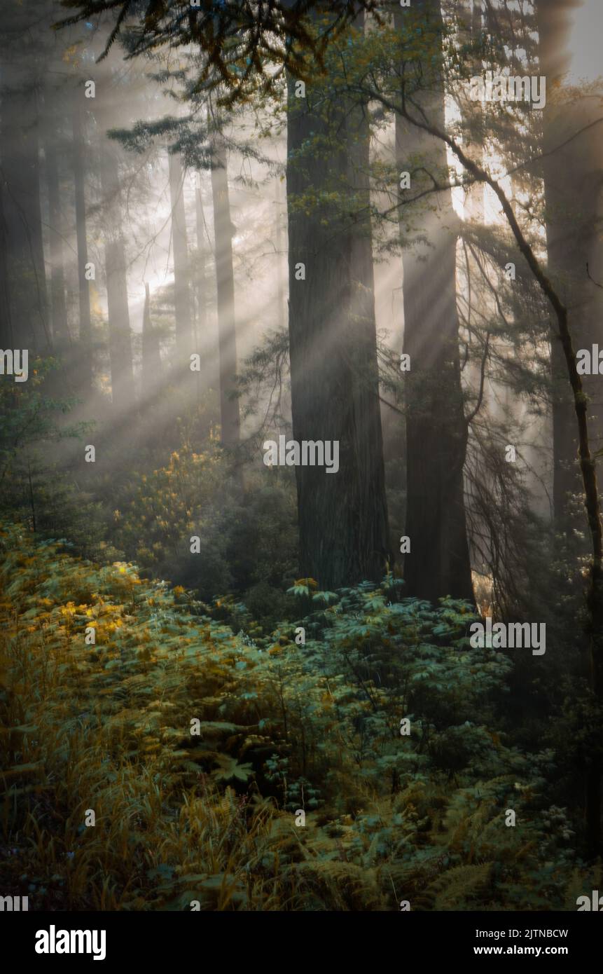 Im frühen Morgenmist filtern Gottesstrahlen durch die Redwood-Bäume Stockfoto