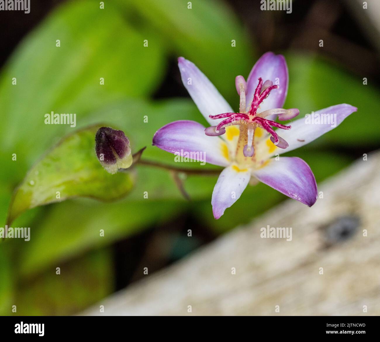 "Japanische orchid Tojen' Lily, Hårig skugglilja (Tricyrtis hirta) Stockfoto
