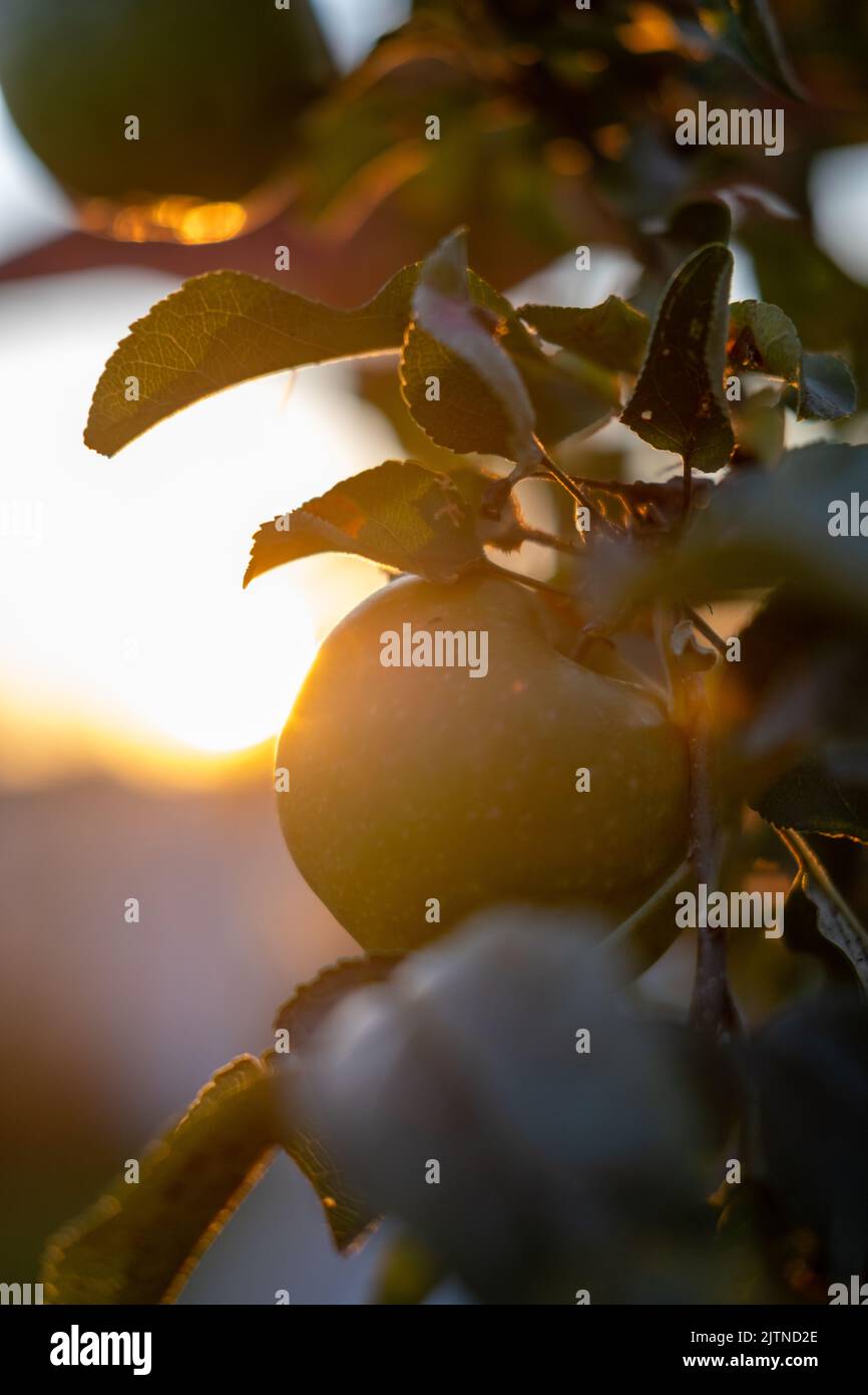 Nahaufnahme eines Apfels im Baum bei Sonnenaufgang. Hochwertige Fotos Stockfoto