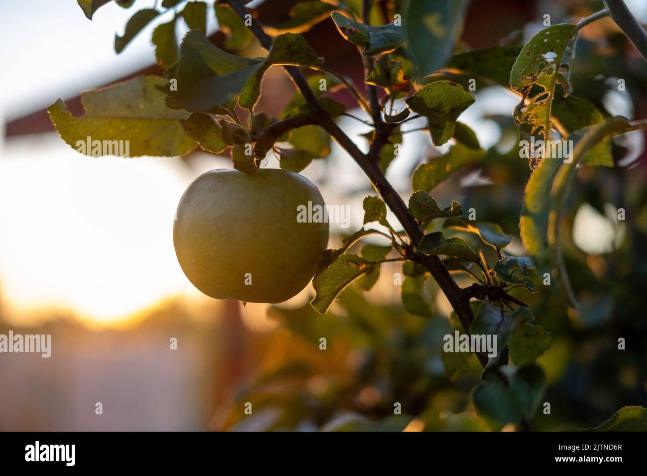 Nahaufnahme eines Apfels im Baum bei Sonnenaufgang. Hochwertige Fotos Stockfoto
