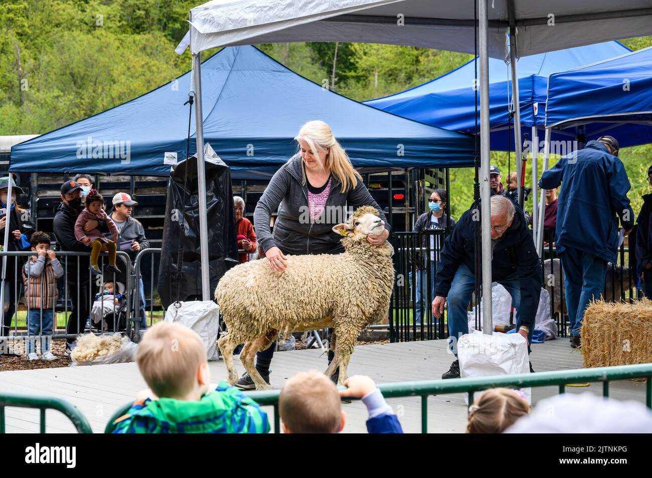 BELLEVUE, WASHINGTON, USA – 30. APRIL 2022: Kelsey Creek Farm Park Heritage Event, eine Frau, die sich bereit macht, Schafe zu zeigen, die an einem weißen Schaf scheren Stockfoto