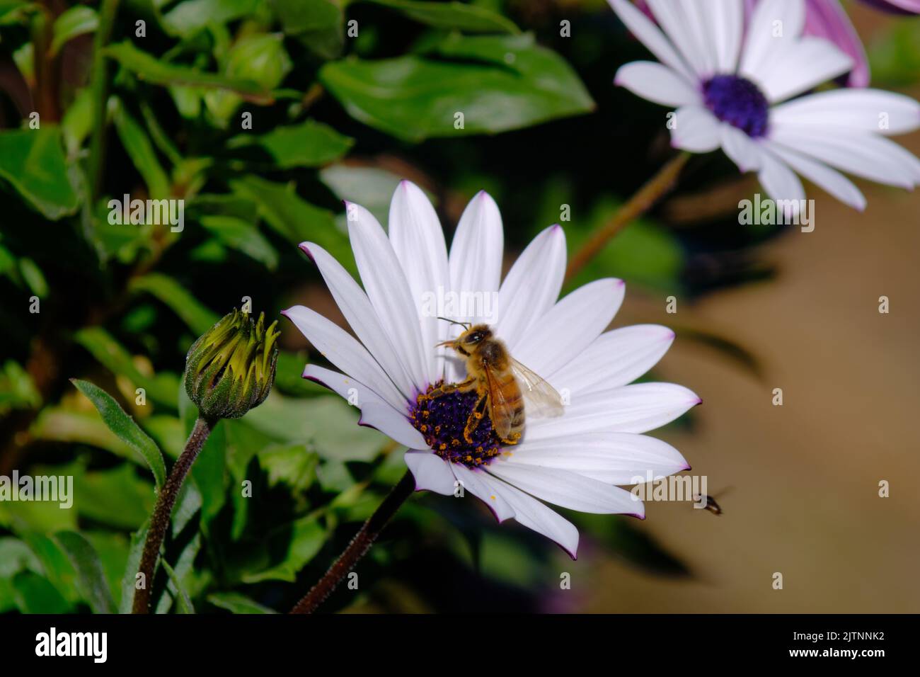 Australische Singless Bee (Meliponini) sammelt Pollen von einer weißen Gänseblümchen-Blume in einem Garten Stockfoto