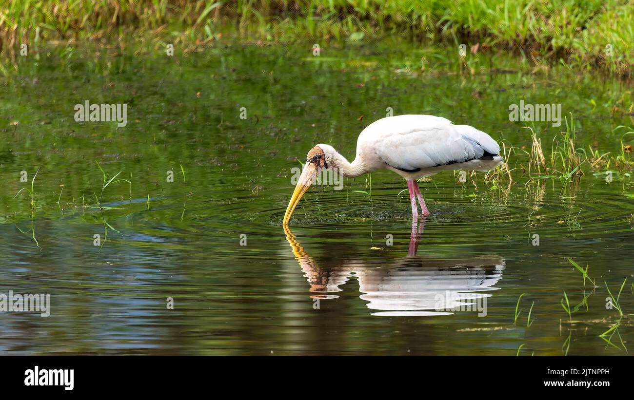 Ein Milchstorch (Mycteria cinerea) mit Reflexion Stockfoto