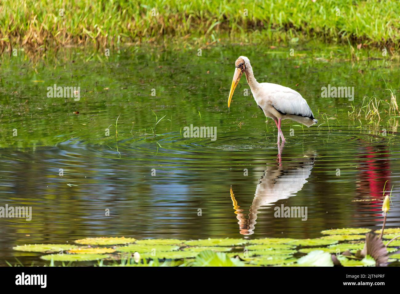 Ein Milchstorch (Mycteria cinerea) mit Reflexion Stockfoto
