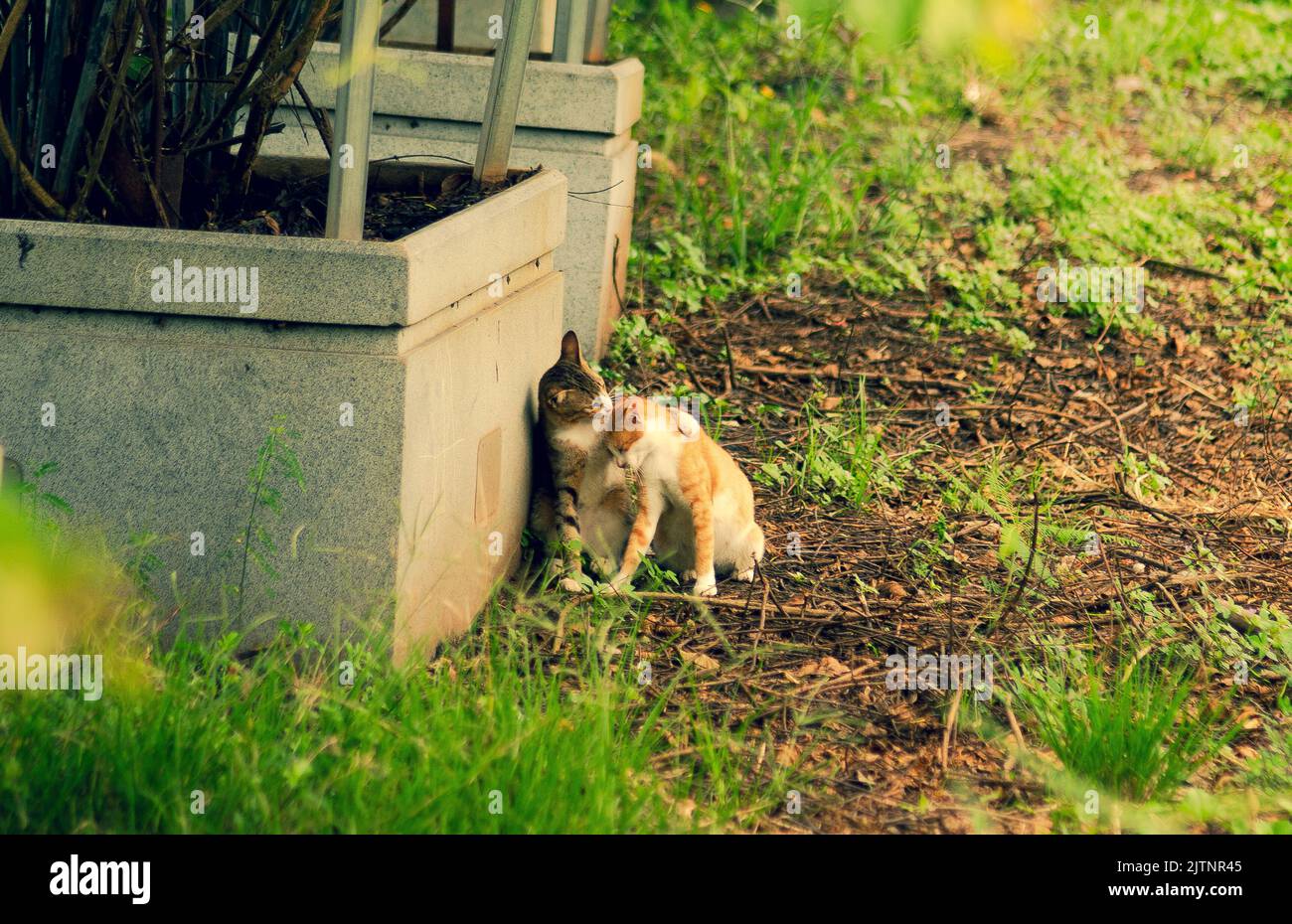 feral-Katzen sind rund um die Lichtung aktiv, sie züchten dutzende entzückende kleine Kätzchen. Stockfoto