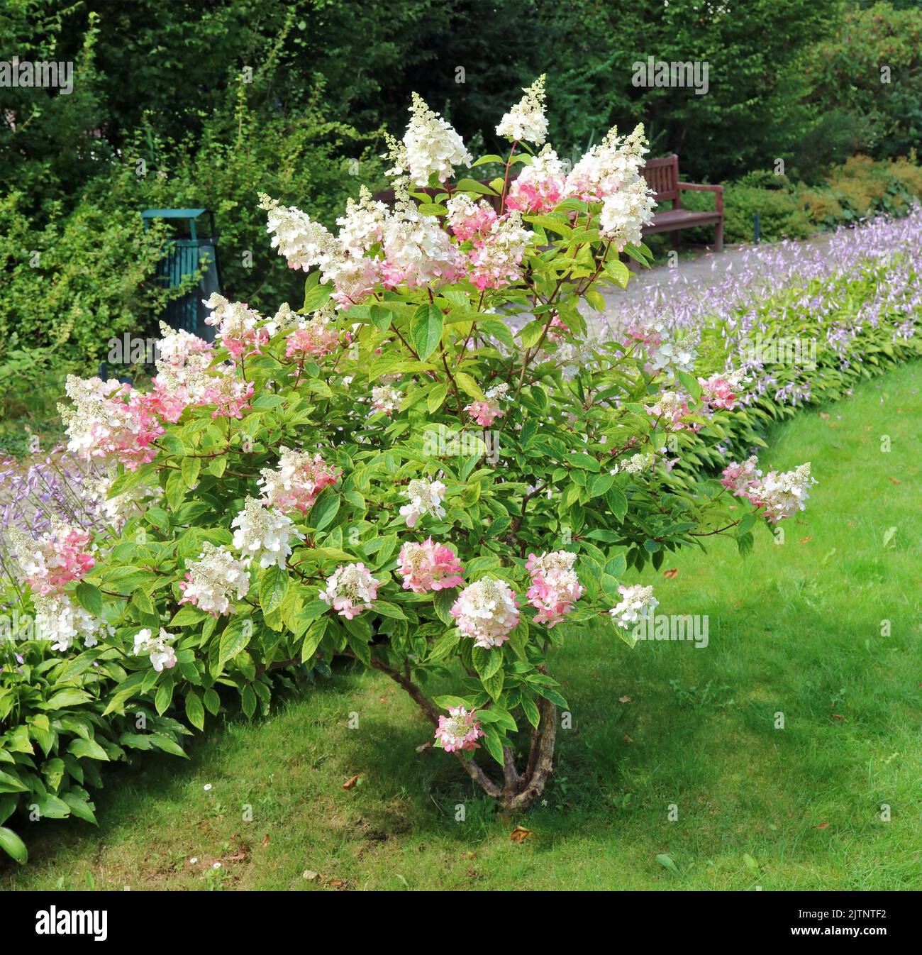 Busch blühender rosa Hortensien im Stadtgarten Stockfoto