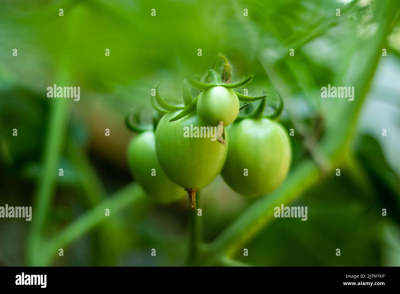 48+ Tomaten Sind Früchte, Die tomate gehört zu einer