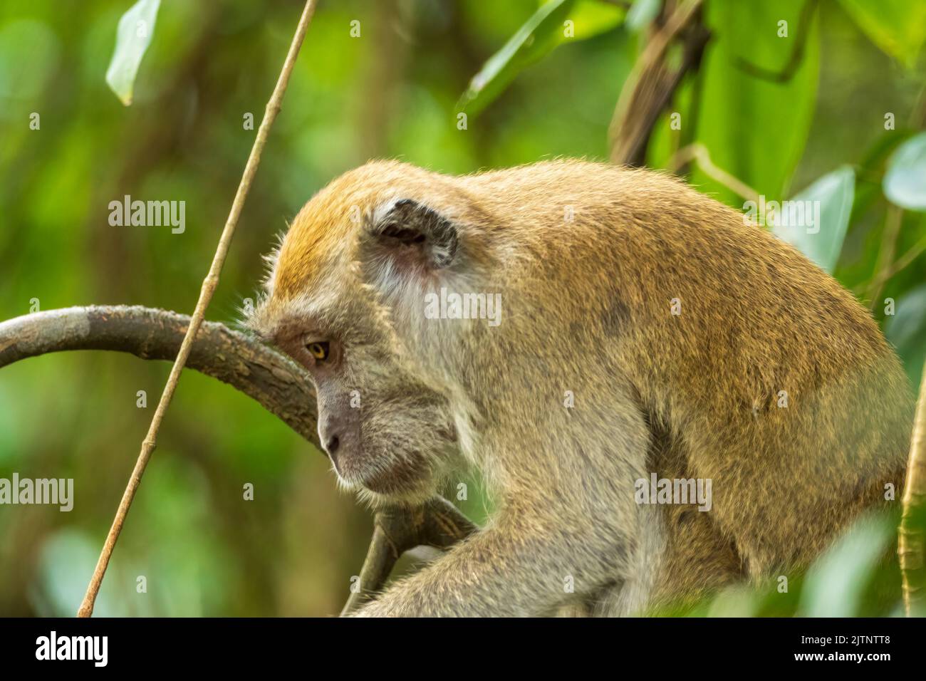 Profilportrait eines Langschwanzmakaken (Macaca fascicularis) Stockfoto