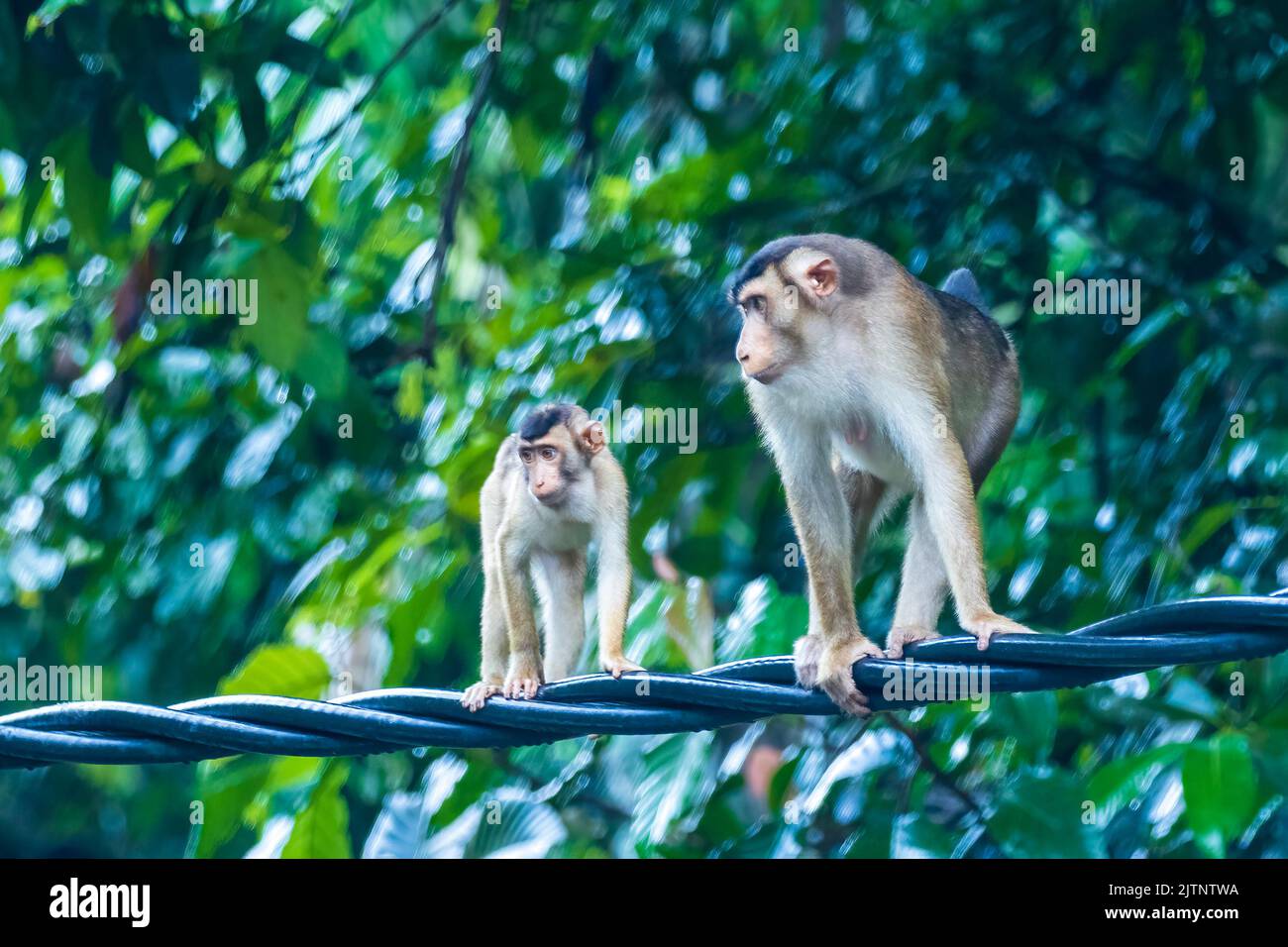 Eine Familie südlicher Schwanzmakaken (Macaca nemestrina), die auf einer Stromleitung sitzt Stockfoto