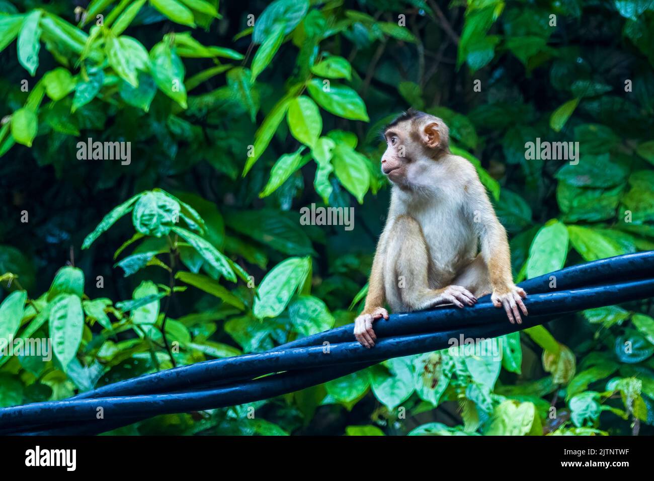 Eine Familie südlicher Schwanzmakaken (Macaca nemestrina), die auf einer Stromleitung sitzt Stockfoto