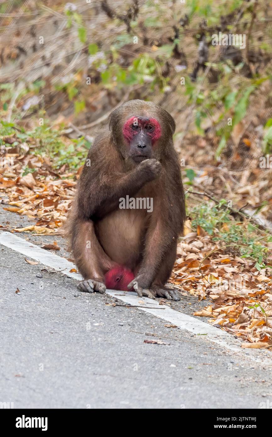 Ein einbunter Makaken (Macaca arctoides), der auf dem Boden sitzt Stockfoto