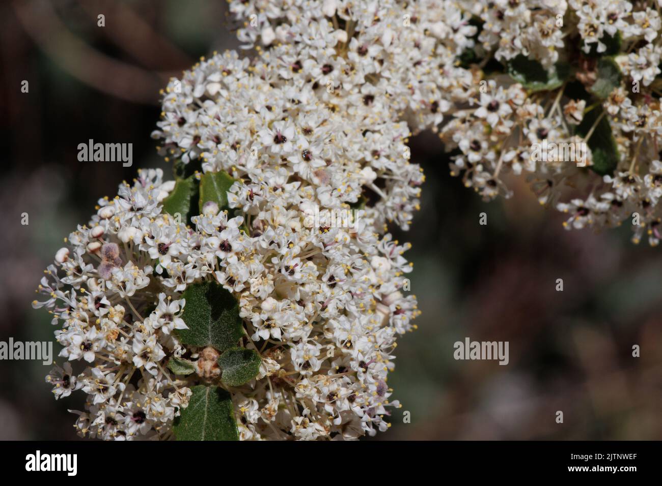 Weiß blühende Cymose-Doldenblüten von Ceanothus Perplexans, Rhamnaceae, einheimischer Strauch im Volcan-Gebirge, Peninsular Ranges, Frühling. Stockfoto