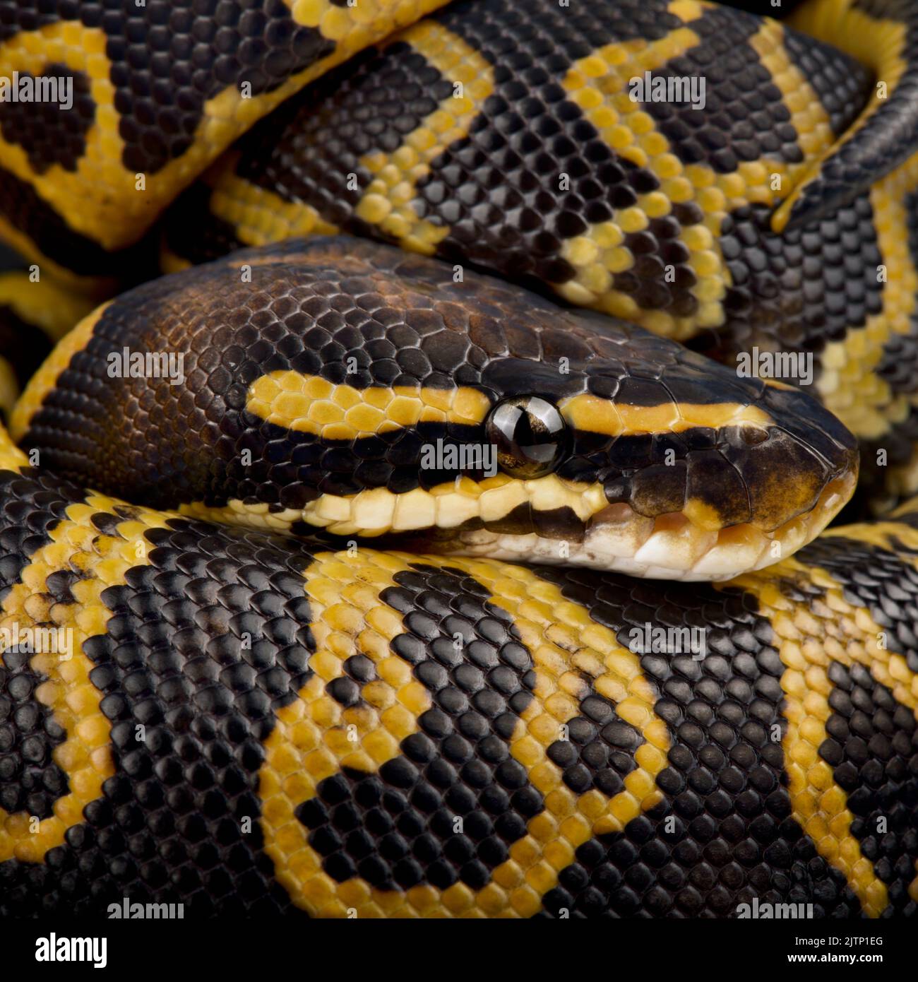 Die Kugelpython (Python regius) ist die beliebteste Tierschlange der Welt. Es wird in einer großen Vielfalt von Farben gezüchtet. Stockfoto