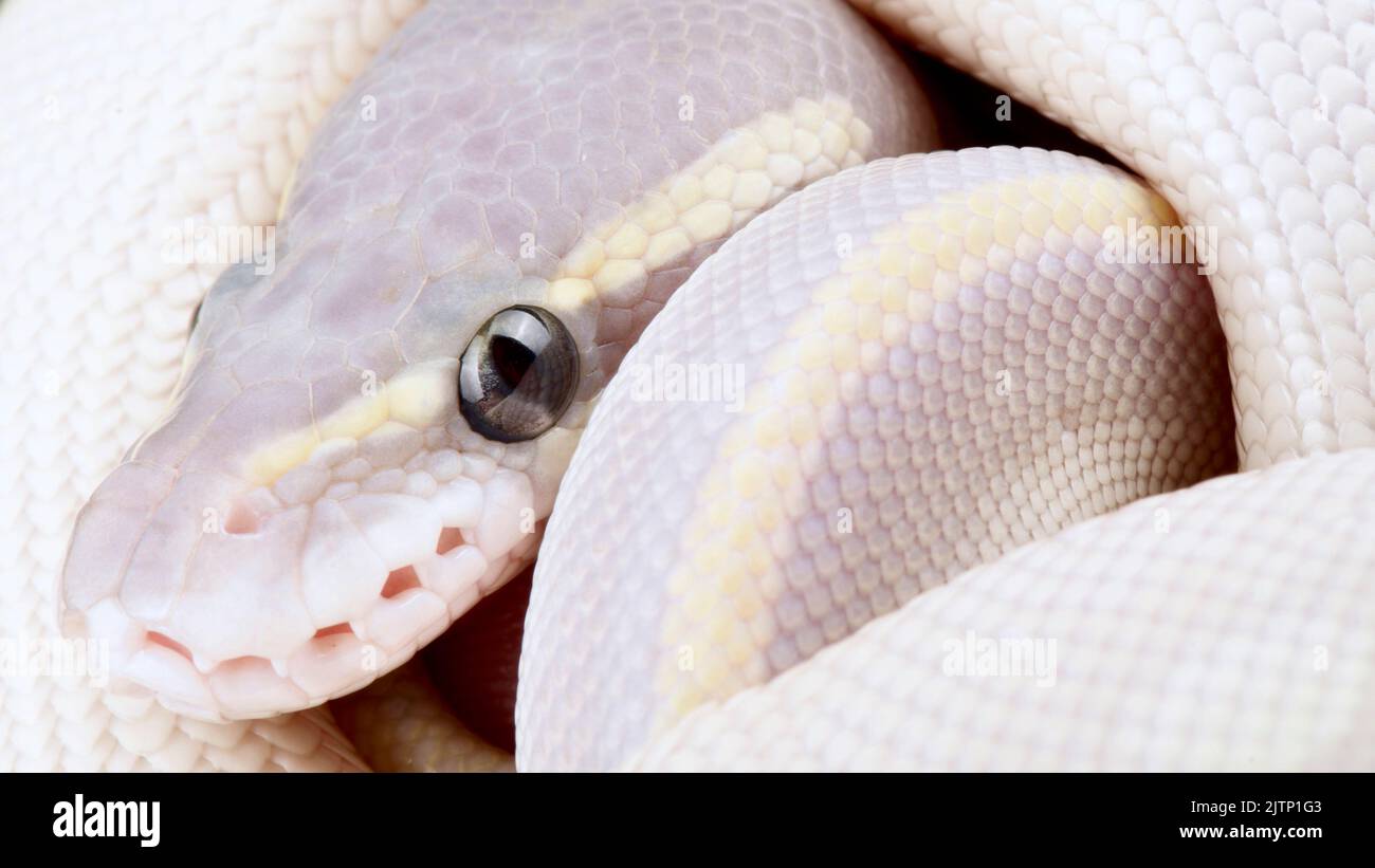 ©Matthijs Kuijpers Stockfoto
