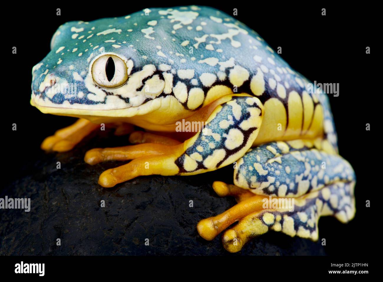 Gefranste Blätter Frosch (Cruziohyla craspedopus) Stockfoto