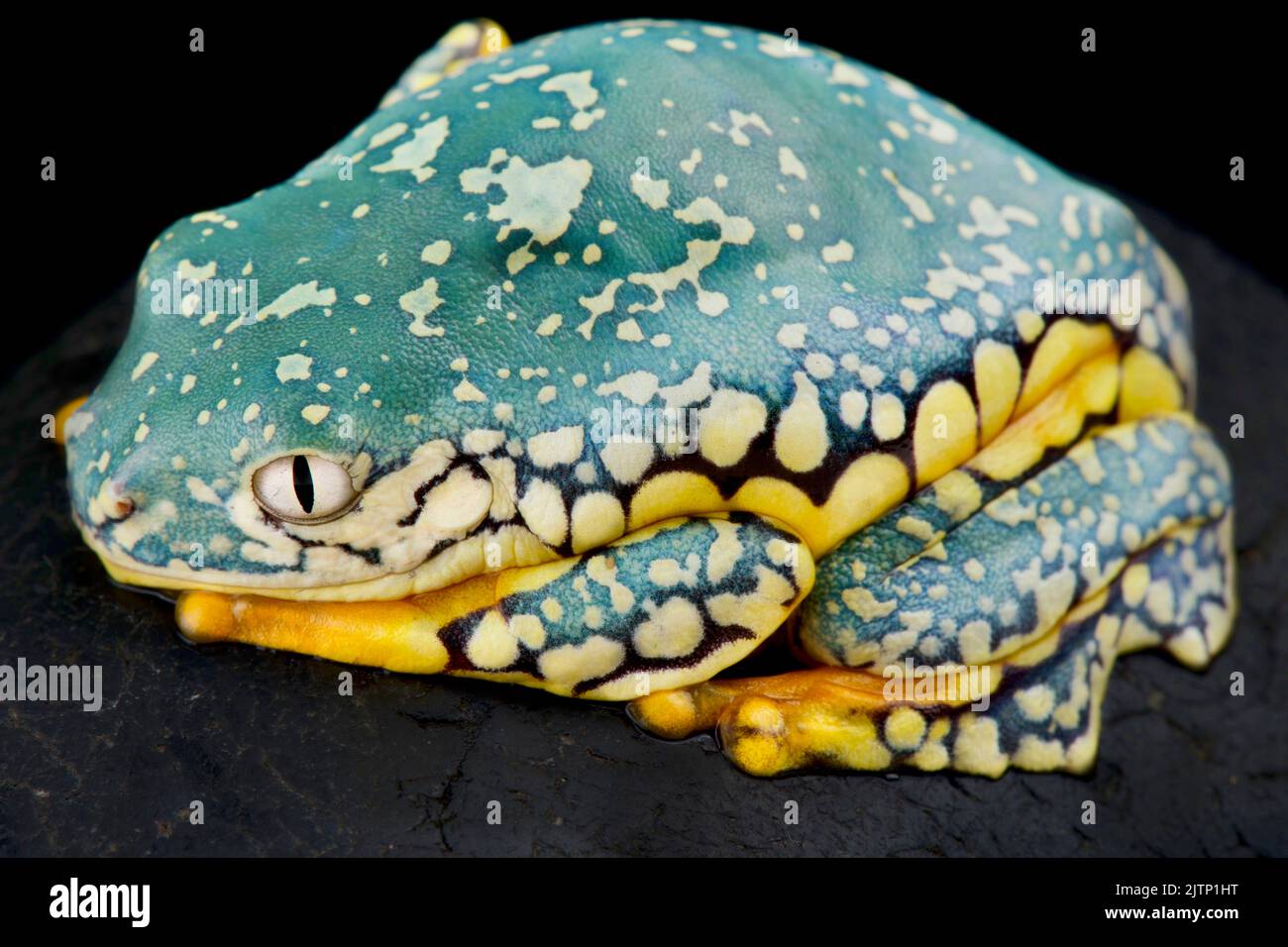 Gefranste Blätter Frosch (Cruziohyla craspedopus) Stockfoto