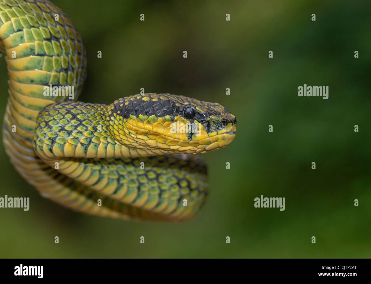 Grüne Schlange auf einem Ast; grüne Grubenviper; Schlange, die die Zunge drückt; grüne Grubenviper aus Sri Lanka; Schlange starrt Stockfoto