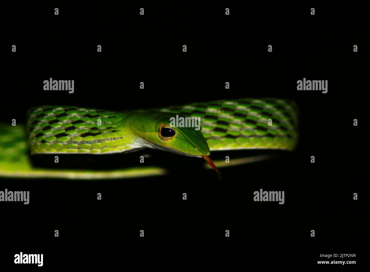 Titel: Grüne Schlange an einem Zweig; grüne Weinschlange; Schlange, die die Zunge drückt; grüne Weinschlange aus Sri Lanka; Schlange starrt Stockfoto
