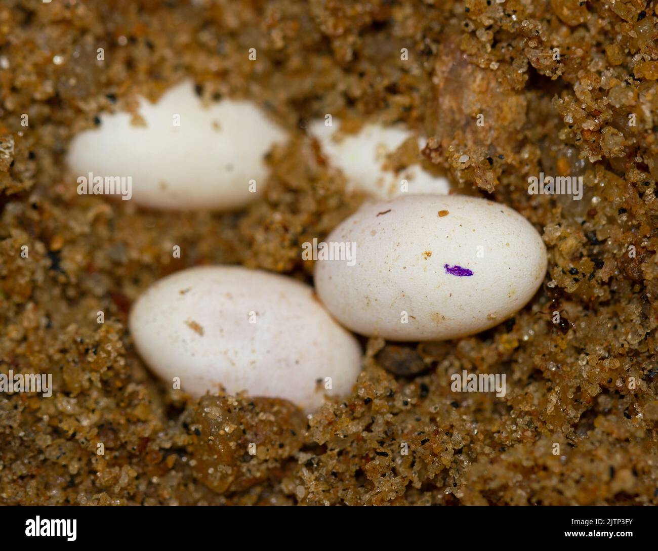 Eier auf dem Boden; Eidechseneier; Eidechseneier; Eier von Calotes versicolor aus Sri Lanka; gewöhnliche Garteneidechse; Reptilieneier Stockfoto