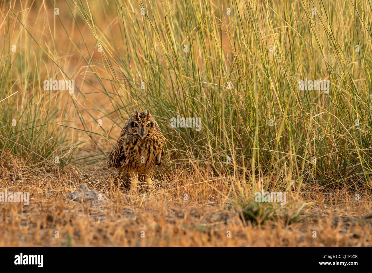 Kurzohreule oder ASIO-Flammeus-Vogel auf dem Boden im Grasland im Waldreservat oder im Nationalpark Indiens asiens Stockfoto