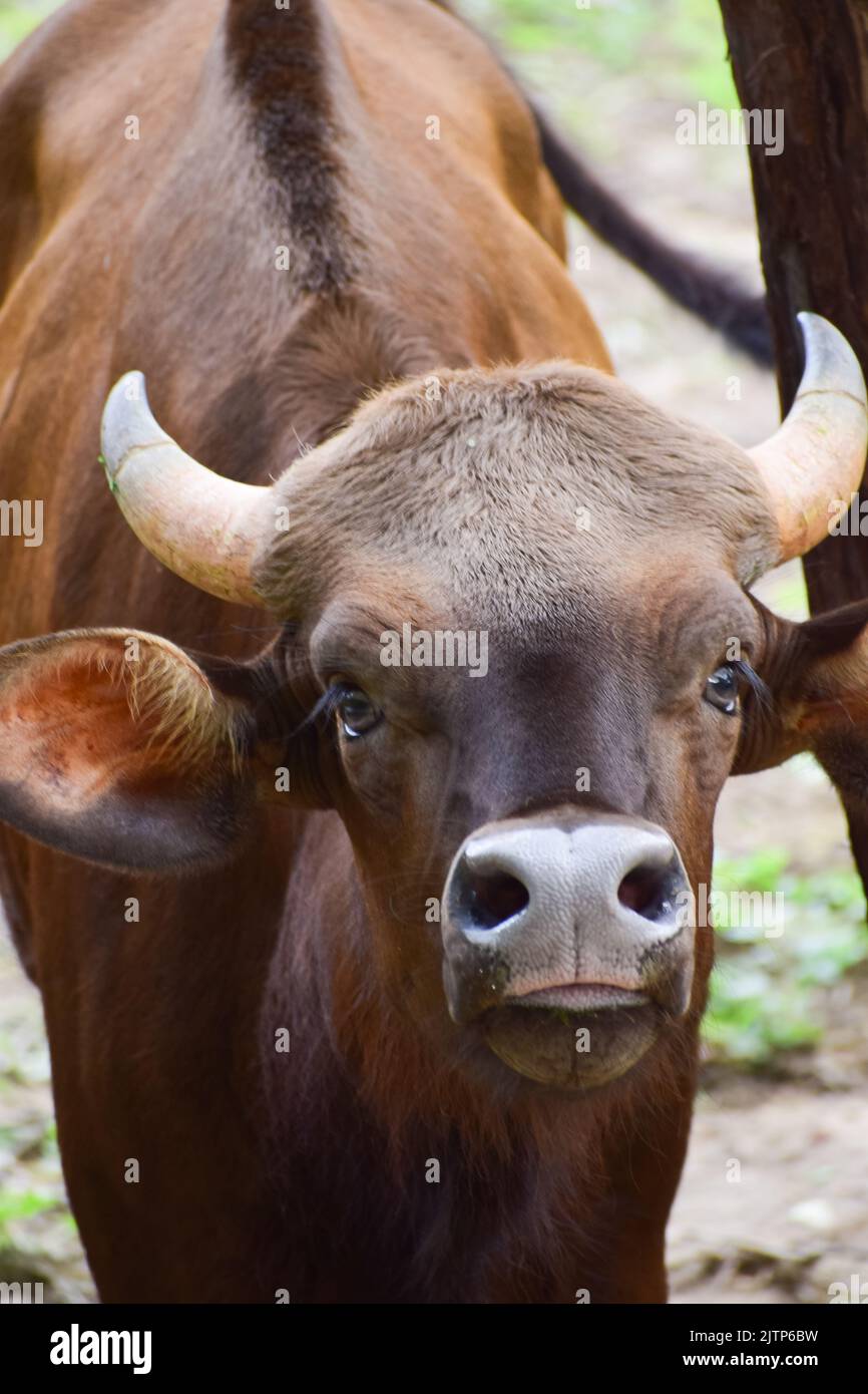 Das indische Baby Gaur schaut auf die Kamera Stockfoto