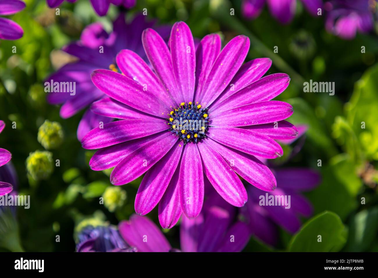 Nahaufnahme einer wunderschönen Blume von Osteospermum ecklonis oder Dimorphotheca ecklonis oder Cape marguerite mit einer intensiven violetten Farbe Stockfoto