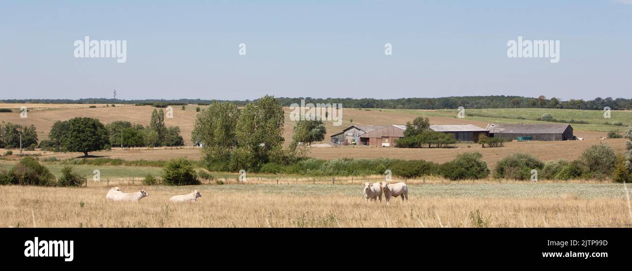 Im Sommer weiden weiße Kühe auf der trockenen Wiese der landschaft von französisch-Lothringen Stockfoto