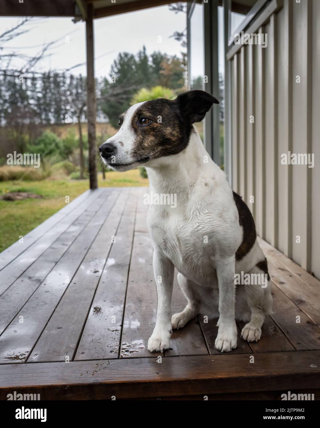 Ein Hund, der auf einem Holzdeck eines Hauses sitzt. Konzept einer haustierfreundlichen Unterkunft. Vertikales Format. Stockfoto