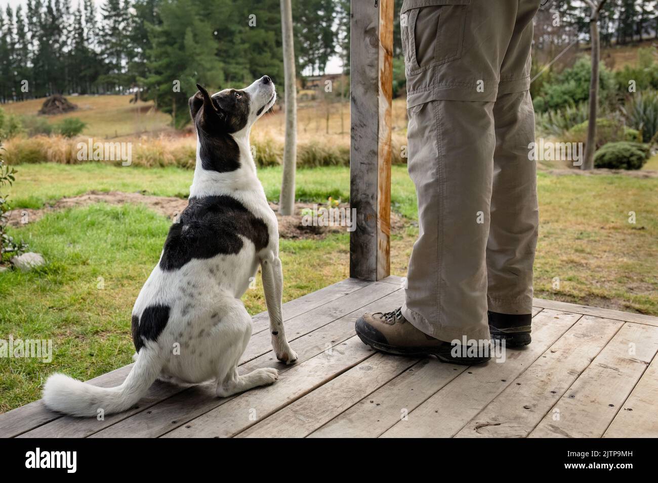 Hund sitzt auf einer Holzterrasse und schaut auf den Besitzer. Konzept einer haustierfreundlichen Unterkunft. Stockfoto