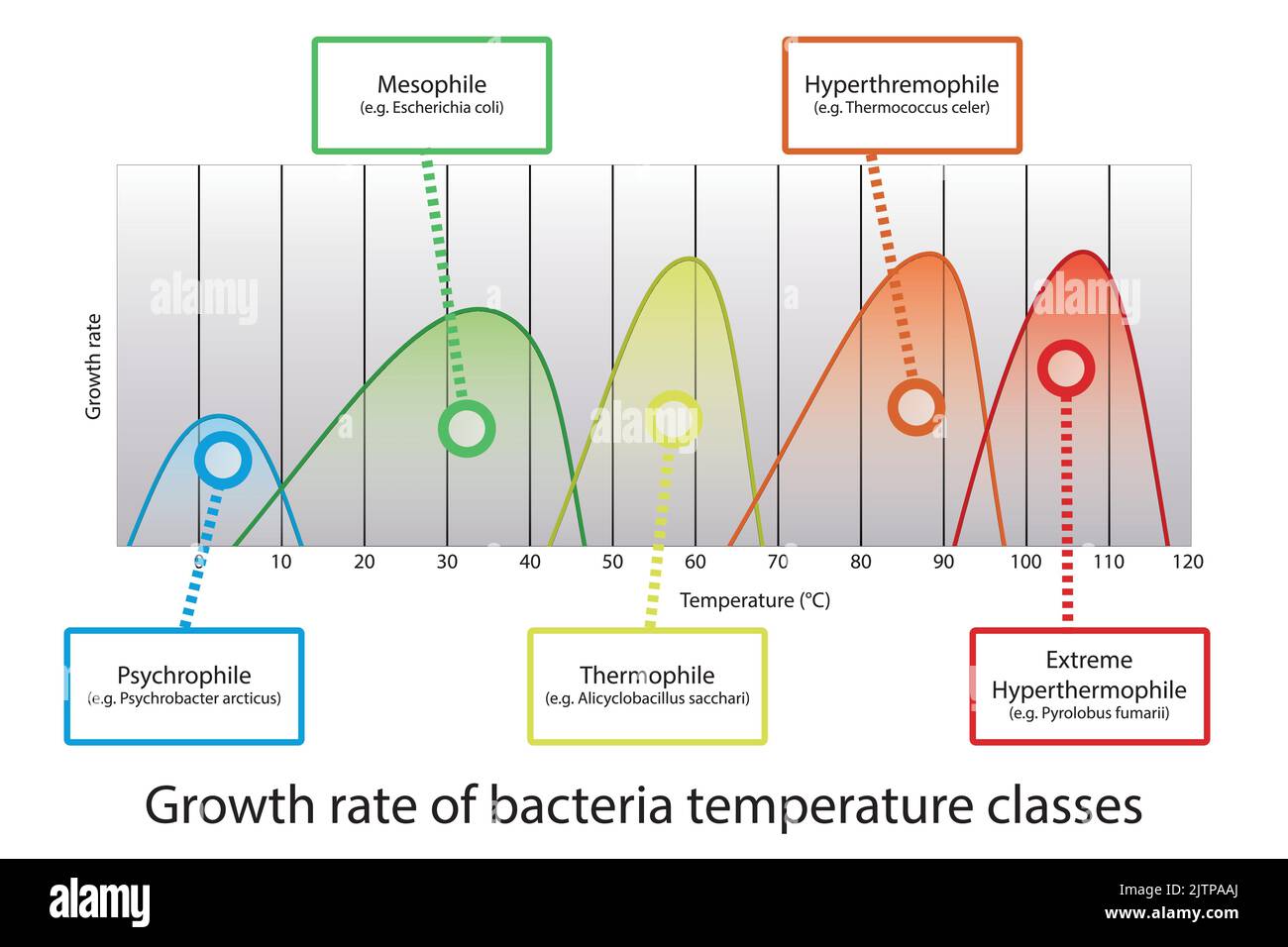 Diagramm des optimalen Temperaturbereichs des Mikroorganismus - psychrophile, mesophile, thremophile und hyperthermophile Wachstumsraten mit Beispielbakterien. Stock Vektor