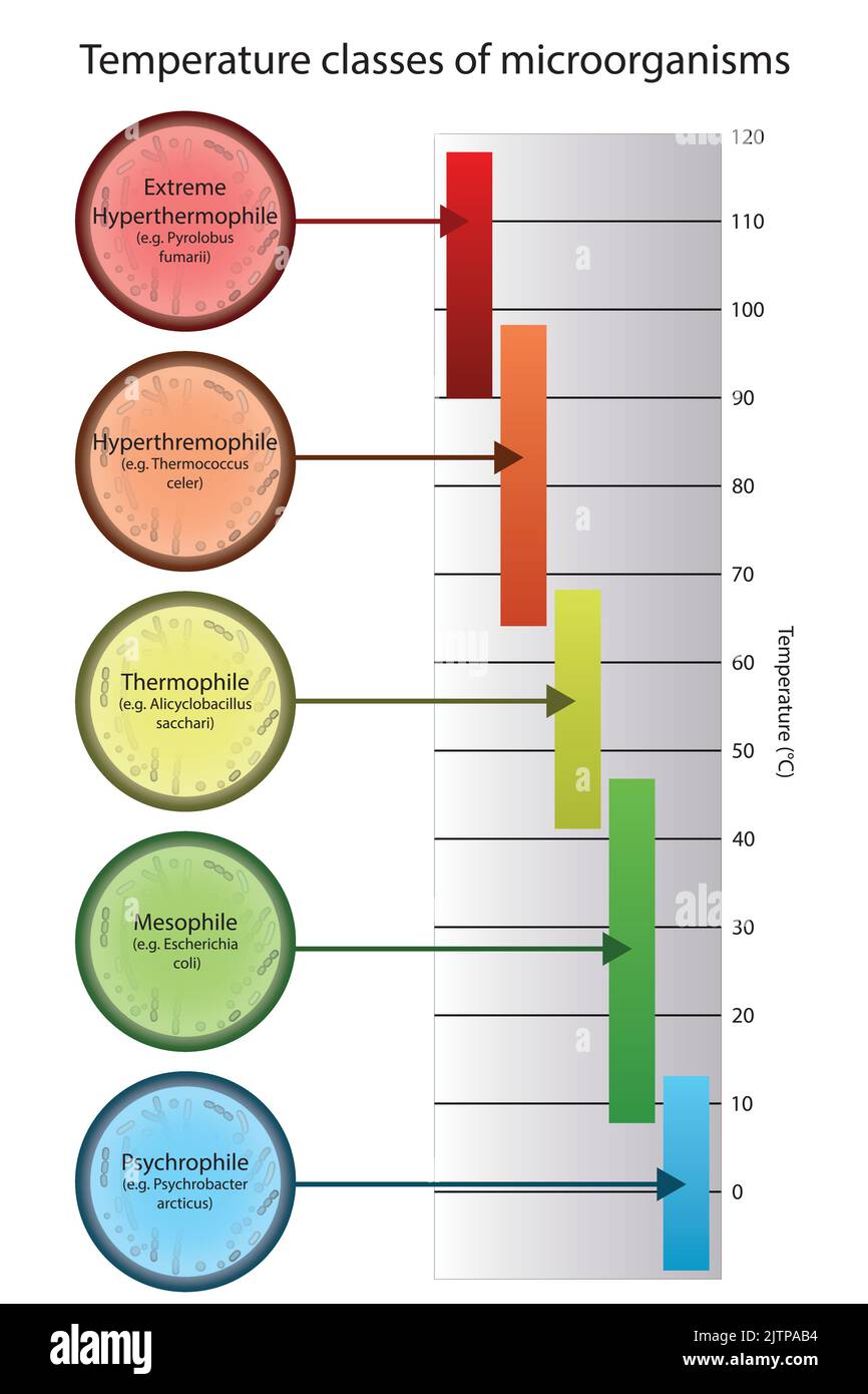 Diagramm der Mikroorganismenklassifizierung nach optimaler Wachstumstemperatur - Psychrophile, Mesophile, Thremophile und Hyperthermophile mit Beispielen Stock Vektor
