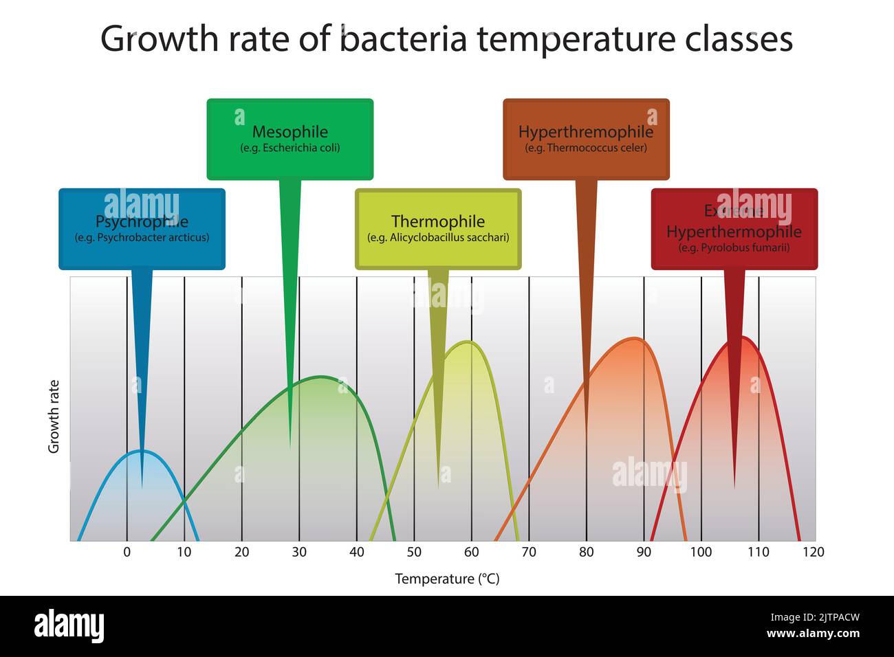 Diagramm des optimalen Temperaturbereichs des Mikroorganismus - psychrophile, mesophile, thremophile und hyperthermophile Wachstumsraten mit Beispielbakterien. Stock Vektor