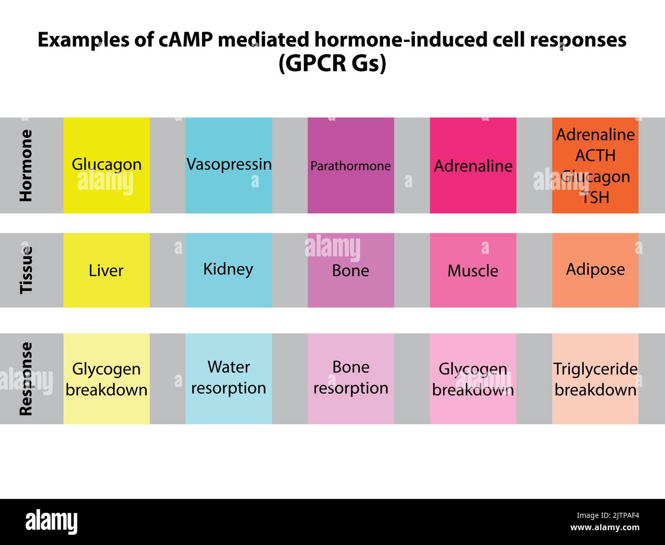 Tabelle der Camp-vermittelten Zellantwort - GPCR GS-Signalisierung. Hormonvermittelte Leber-, Fett-, Muskel-, Knochen- und Nierenreaktion. Stock Vektor