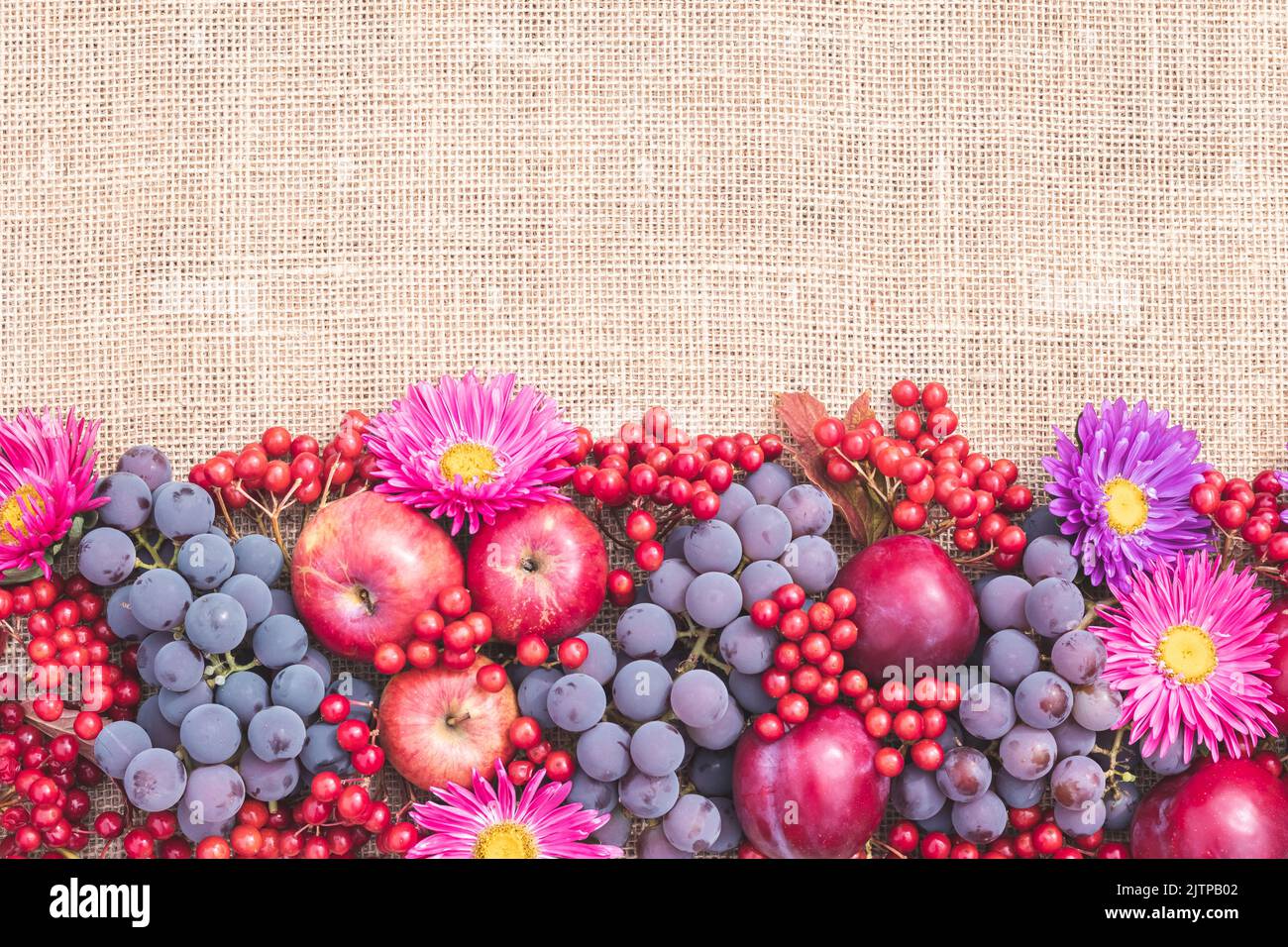 Reife rote Früchte, Beeren und lila Blüten auf dem Tisch mit Sacktuch. Stillleben, Rahmenrand, Mockup, flaches Lay, Draufsicht. Festlicher Herbst Backgr Stockfoto